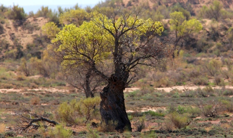 Flora of deserts Semirechye.