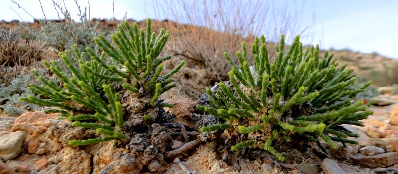 Flora of deserts Semirechye.