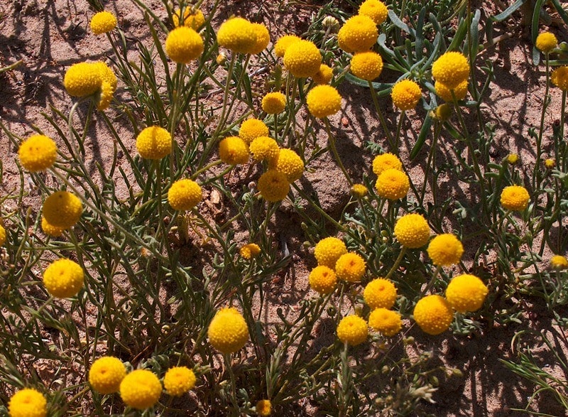 Flora of deserts Semirechye.