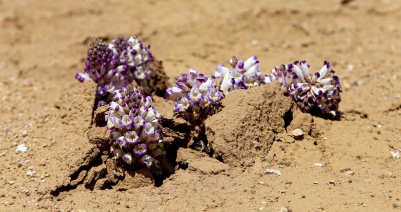 Flora of deserts Semirechye.