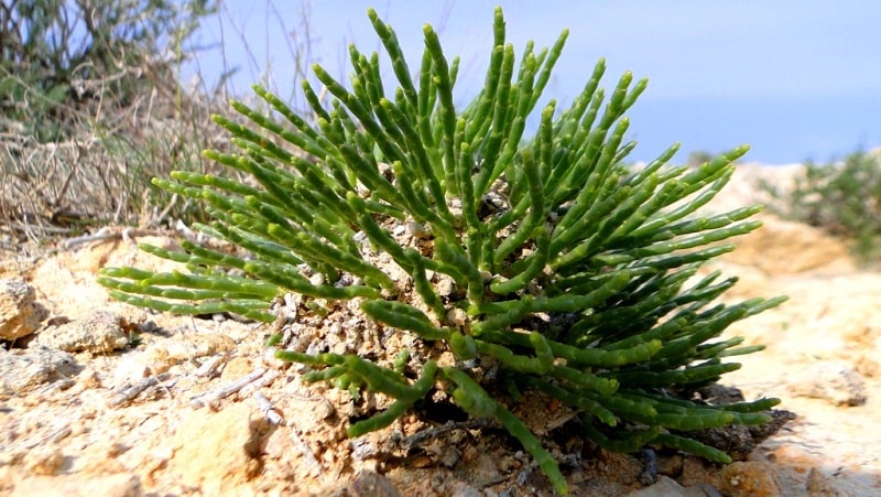 Flora of deserts Semirechye.