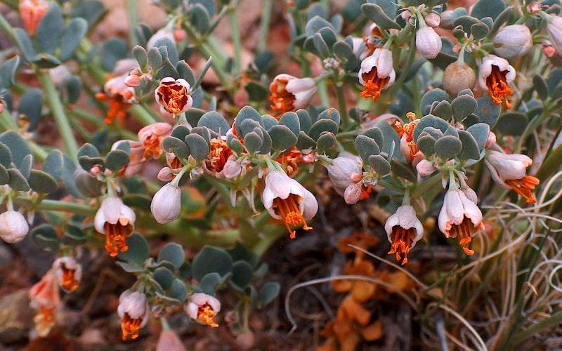 Flora of deserts Semirechye.