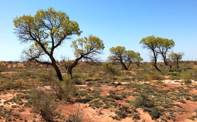 Flora of deserts Semirechye