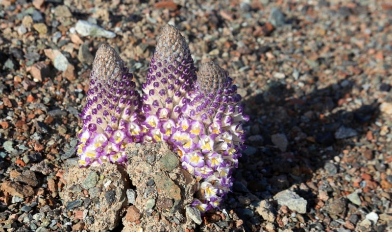 Flora of deserts Semirechye