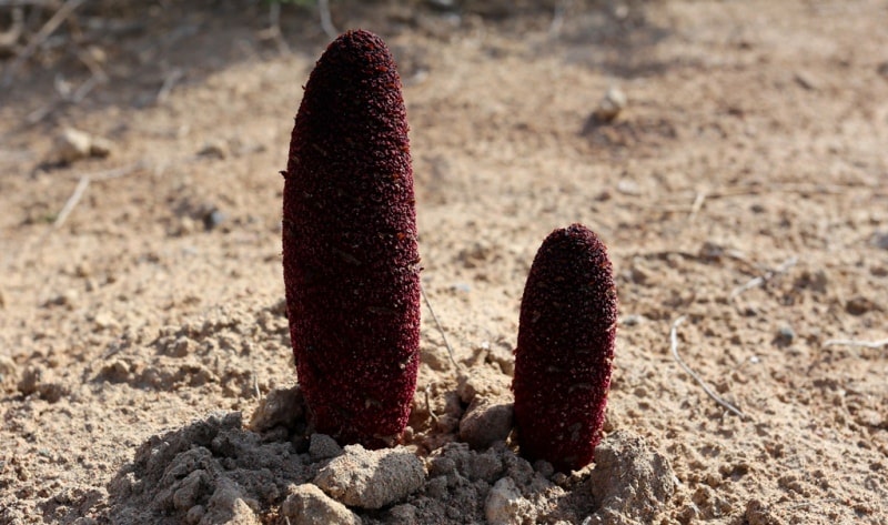 Flora of deserts Semirechye