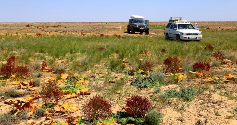 Flora of deserts Semirechye