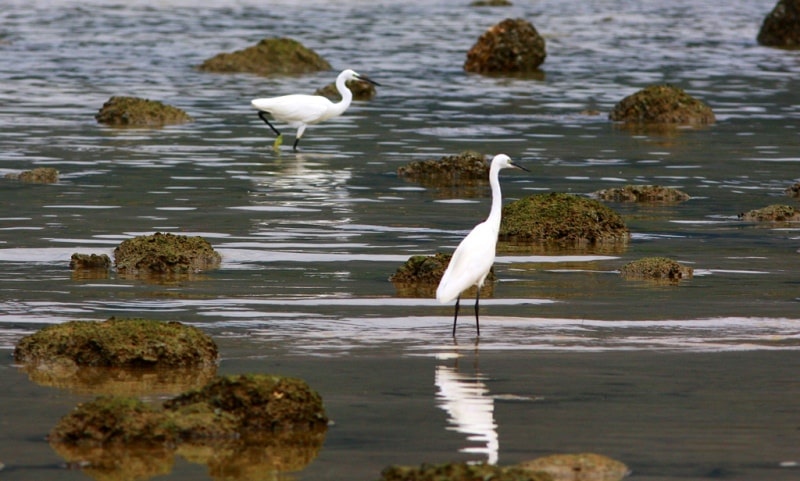 Birds in the delta of the river Ili.