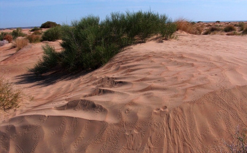 Kara Kum desert.