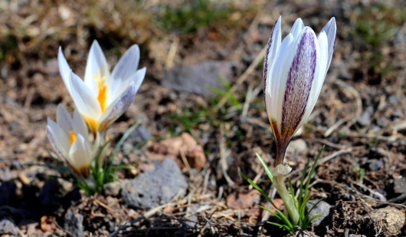 In the environs of Kargaly gorges.