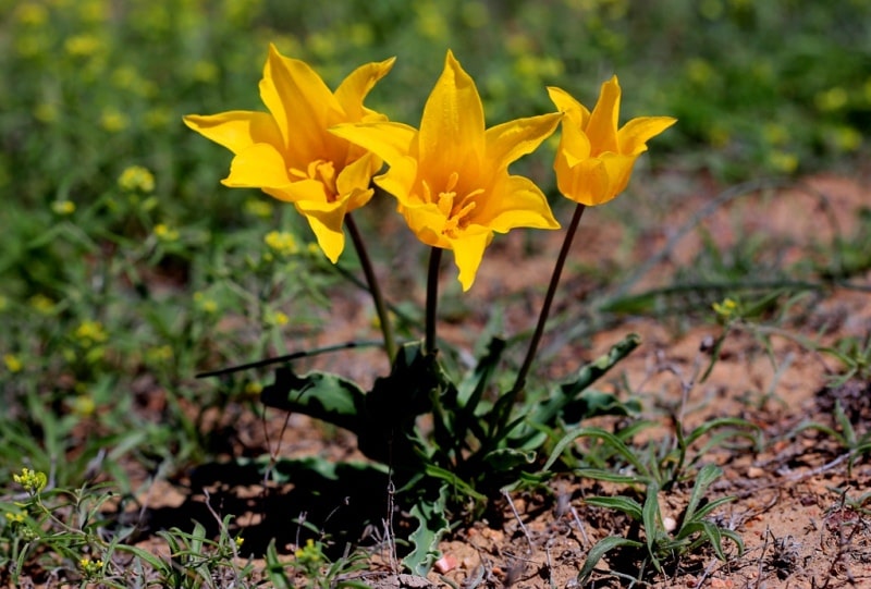 Kolpakowskiana tulipa.