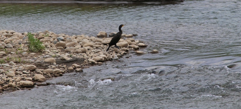 The river Tentek.