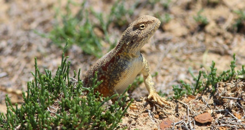 Агама ящерица. (Agamidae).