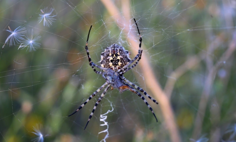 Паук-тенетник (Theridiidae).