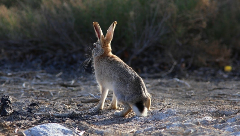 Hares (Leporidae).