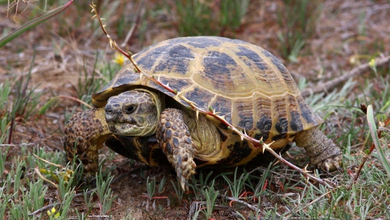 Среднеазиатская черепаха (Agrionemys horsfieldi).