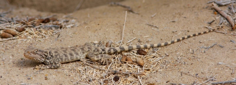 Dragon lizards (Agamidae).