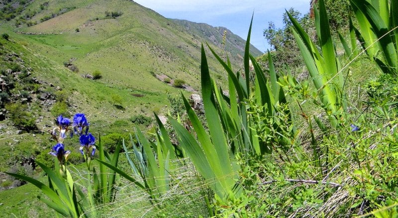 Ирис безлистный (Iris alphylla) в долине реки Узун-Каргалы.