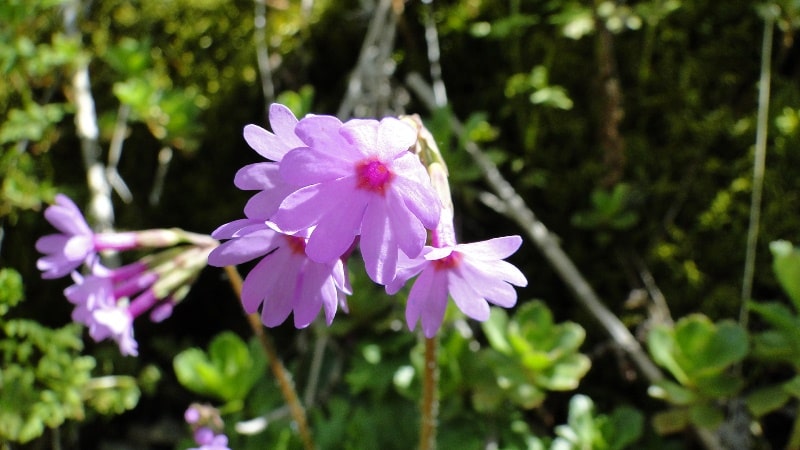 Первоцвет холодный (Primula algida) в окрестностях реки Узун-Каргалы. 