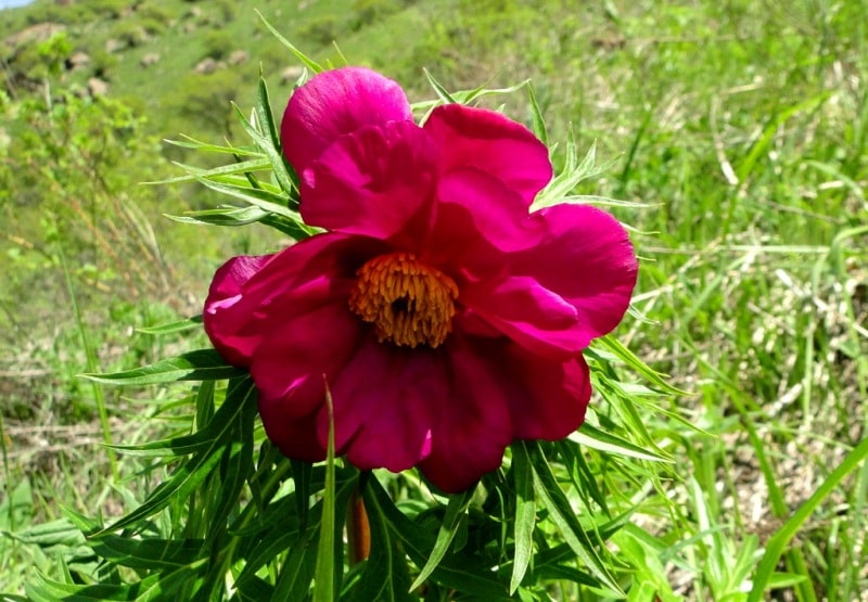 Anomalous peony (Paeonia anomalia). 