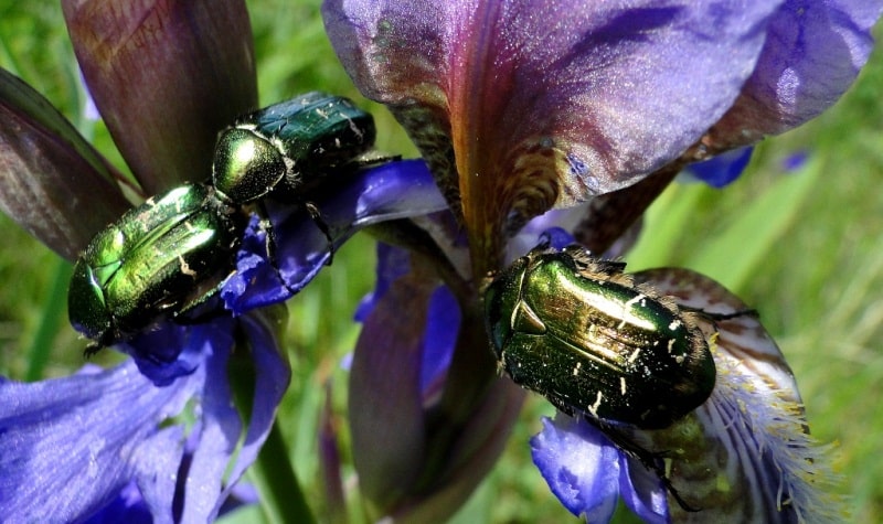 Iddler beetle (Espocoelia australasie) on Flag-leaf (Iris alphylla).