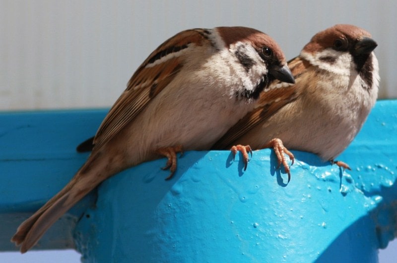 Полевой воробей (Passer montanus). Жayтoргай.