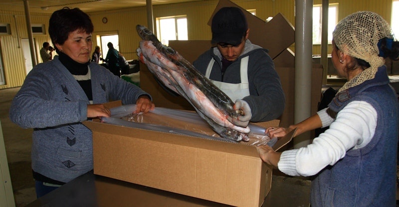 At plant on processing of fish.