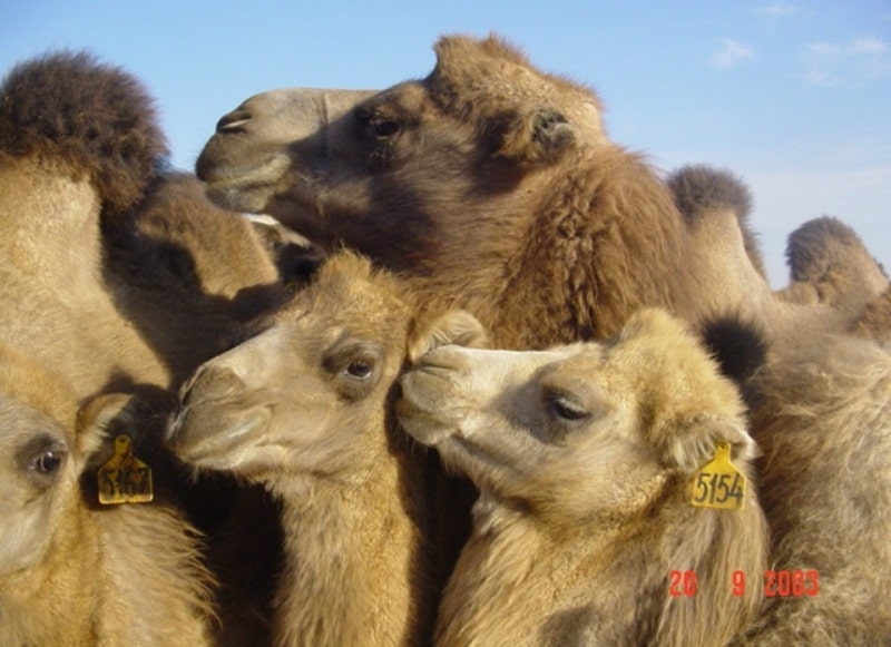 The barge is on Aral Sea and environs in the gulf Butakov.