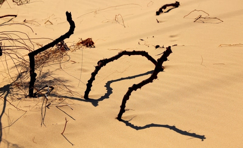 Kyzyl Kum the desert in Kazakhstan.