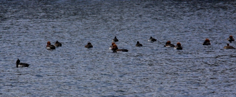 Birds in the delta of the Syrdarya.