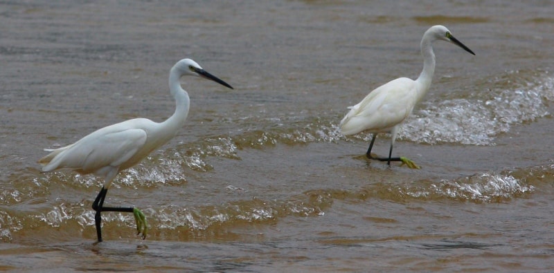  Birds in the delta of the Syrdarya.