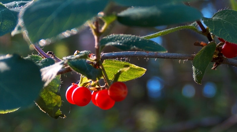 Flora of Dzungarskiy Ala-Tau.