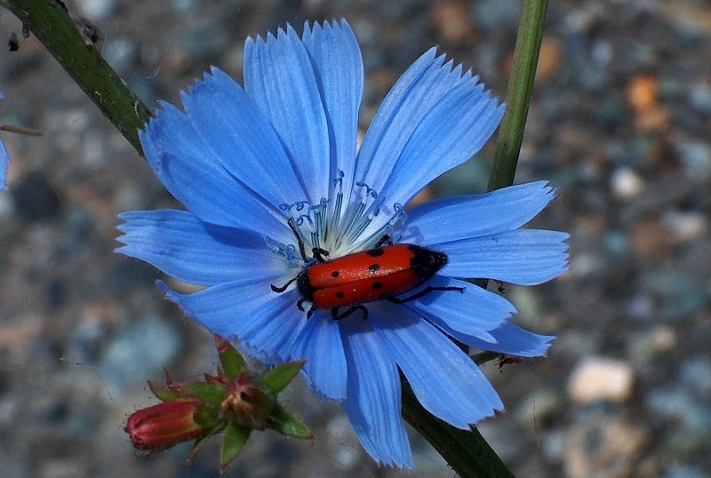 Flora of Dzungarskiy Ala-Tau.