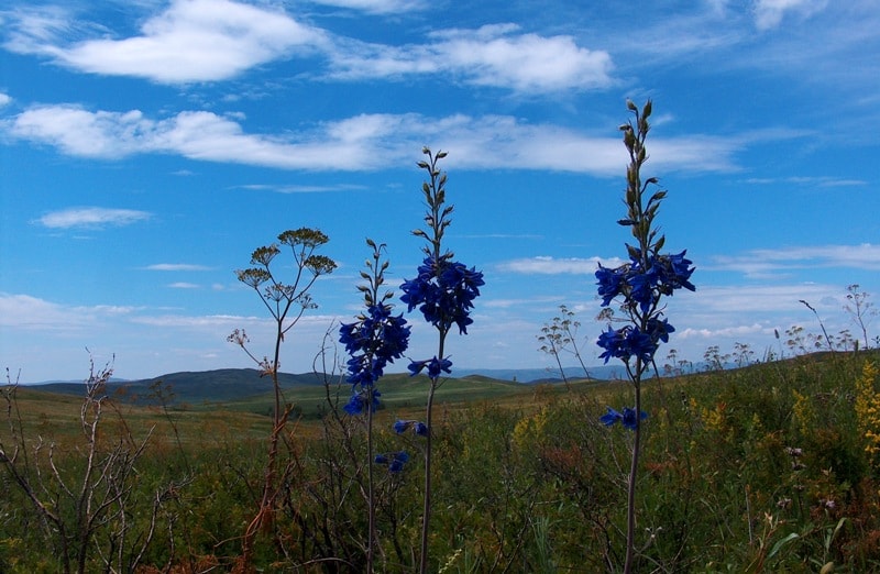 Flora of Dzungarskiy Ala-Tau.