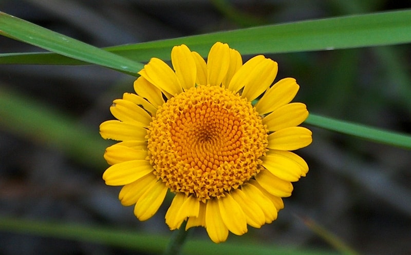 Flora of Dzungarskiy Ala-Tau.