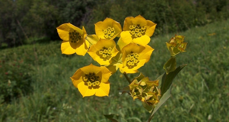 Flora of Dzungarskiy Ala-Tau.