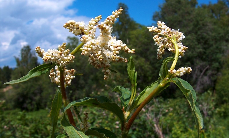 Flora of Dzungarskiy Ala-Tau.