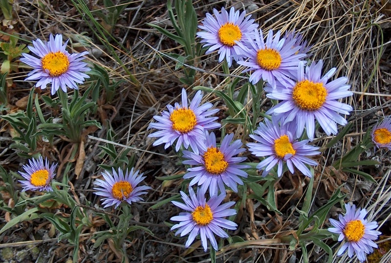 Flora of Dzungarskiy Ala-Tau.