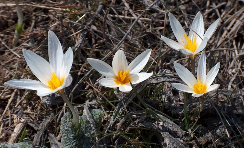 Flora of Dzungarskiy Ala-Tau.