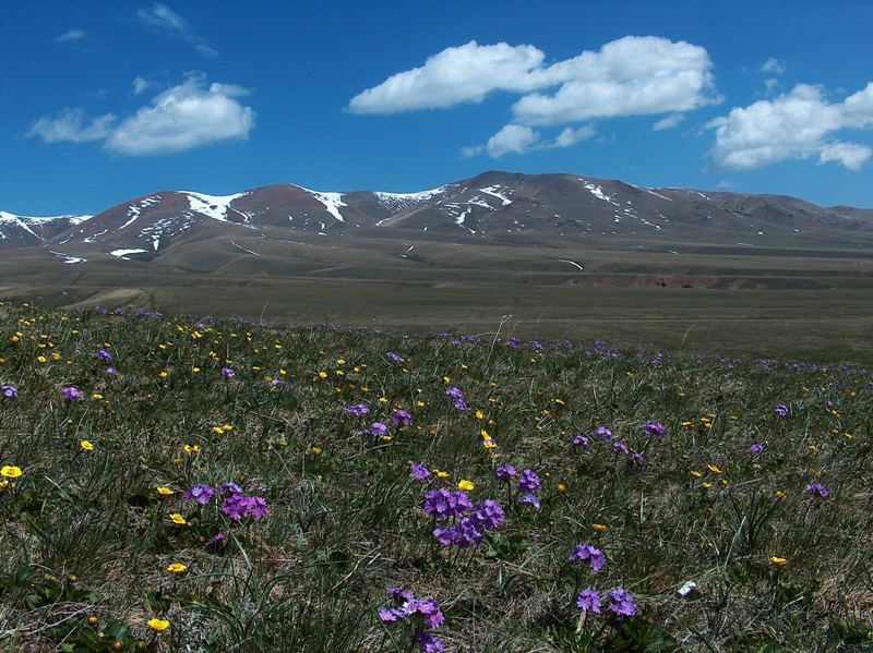 June flowers on plateau Assy.