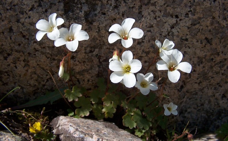 Saxifraga sibirica L.