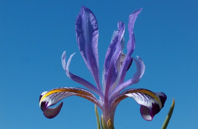 Ирис Колпаковского. Iris Kolpokowskiana Regel (Iridaceae)
