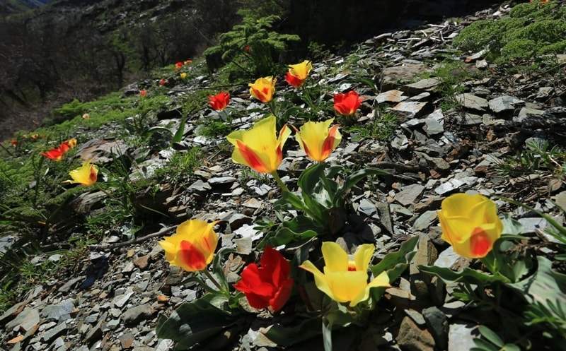Тюльпаны Грейга в ущелье Беркара.