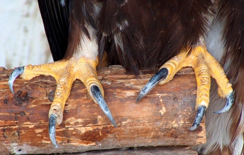 Demonstration hunting with golden eagle in Kazakhstan.