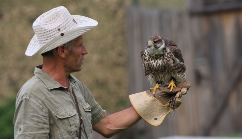 Demonstration hunting with falcon in Kazakhstan.