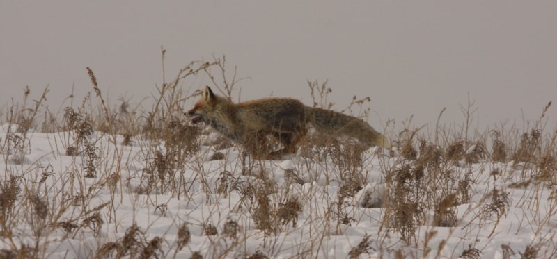 Demonstration hunting with falcon in Kazakhstan.