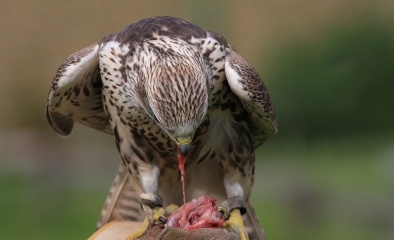 Demonstration hunting with falcon in Kazakhstan.