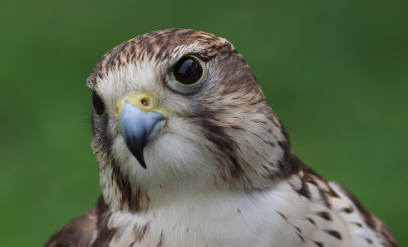 Demonstration hunting with falcon in Kazakhstan.