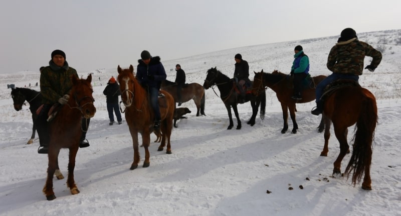 Demonstration hunting with falcon in Kazakhstan.