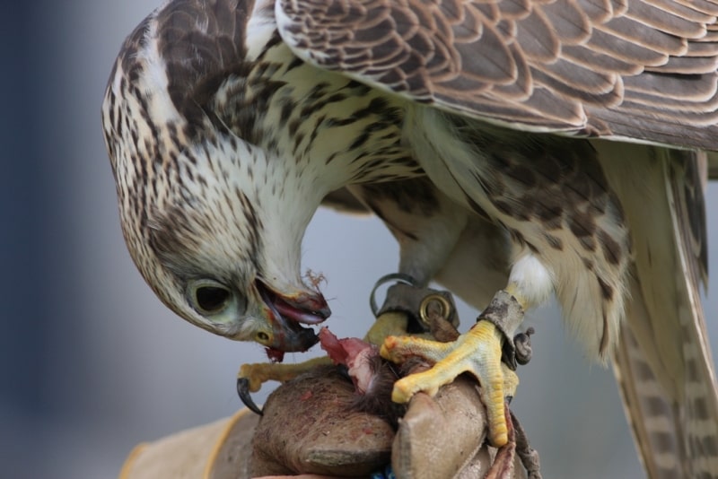 Demonstration hunting with falcon in Kazakhstan.