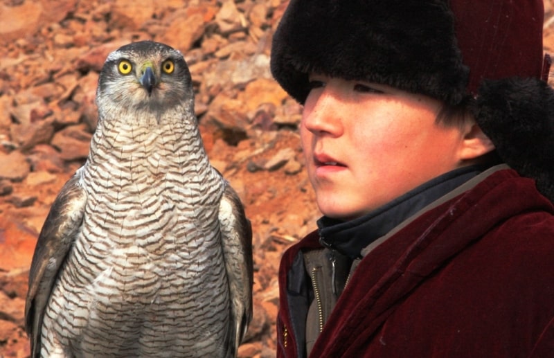 Demonstration hunting with falcon in Kazakhstan.